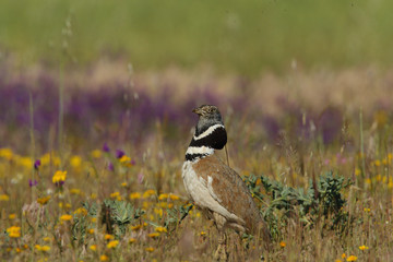 Display season little bustard
