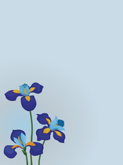 Fototapeta na wymiar floral with irises