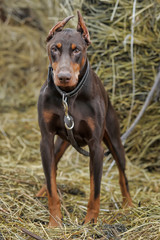 Brown Doberman