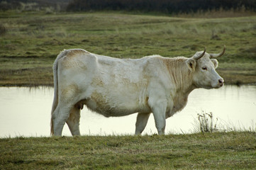 cow in Dutch landscape
