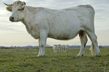 cow in Dutch landscape