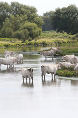 Obraz na płótnie Canvas cow in Dutch landscape
