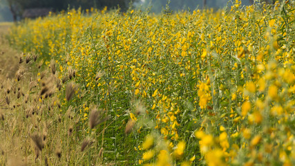 Yellow flowers  in the field.