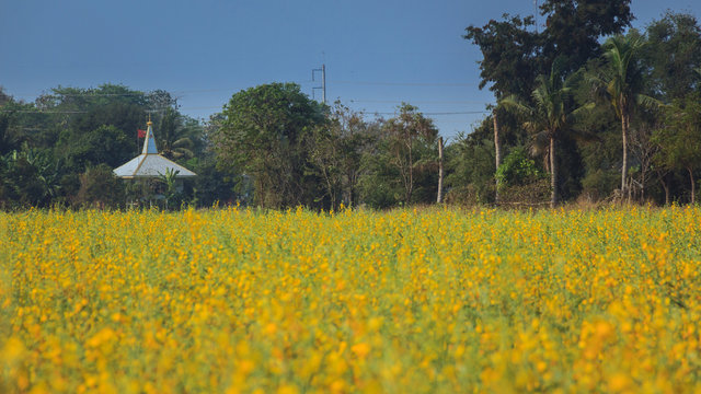 Yellow flowers  in the field and a cottage.