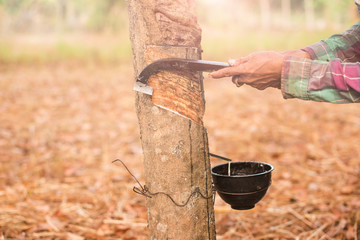 The worker tapping the rubber tree for getting the rubber latex.