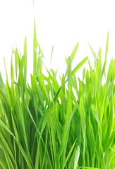 Fototapeta premium Fresh wheat grass