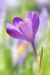 Spring flowers, crocus
