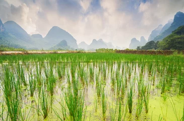 Fototapete Rice field and mountains - typical landscape in Yangshuo, Guilin, China. Selective focus. © upslim
