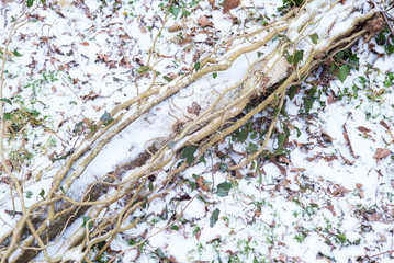 Branch in winter