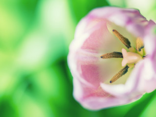 colorful tulip flower ,macro  close up 