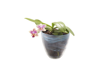 Flower orchid. Purple.  Isolated.