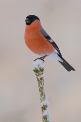Bullfinch