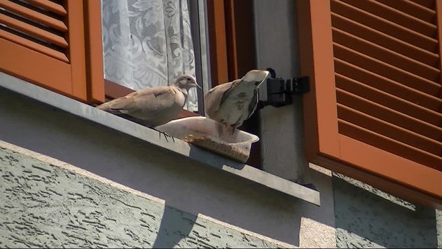 Zwei T&uuml;rkentauben fressen aus einer Sch&uuml;ssel an der Fensterbank und eine fliegt weg