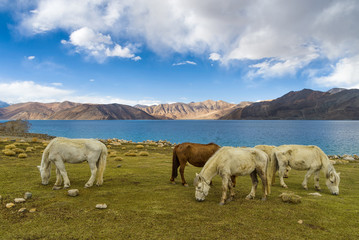 Fototapeta premium Group of horses near Pangong Lake with blue sky in Leh district, Ladakh, Himalayas, Jammu and Kashmir, Northern India.