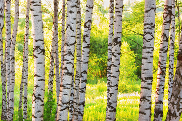 summer in sunny birch forest