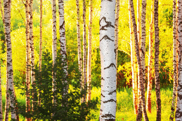 Obraz premium summer in sunny birch forest