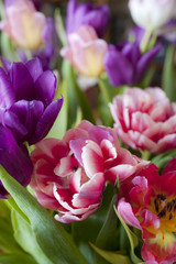 colorful tulips for background