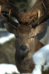 Rothirsch mit Holz im Geweih