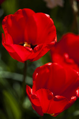 Tulips in spring,colourful tulip
