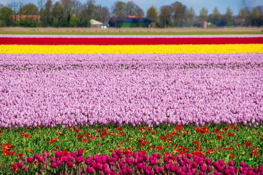 Spring tulip fields in Holland, colorful flowers in Netherlands
