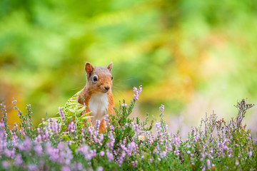 Red squirrel amongst heather, County of Northumberland, England