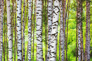 summer in sunny birch forest