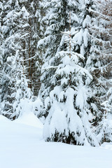 Winter Carpathian forest.