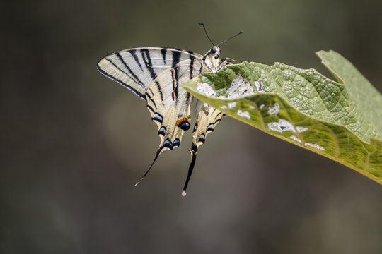 Farfalla podalirio