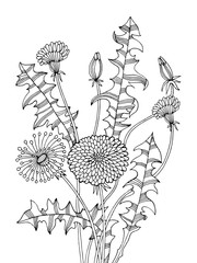 Dandelion plant coloring book vector illustration