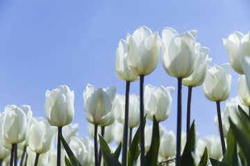 Fototapeta premium Colorful tulips in spring of flowers