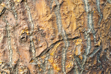 Tree trunk texture and pattern 