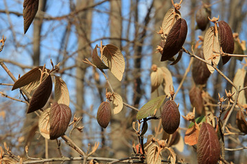 colorful leaves in the spring