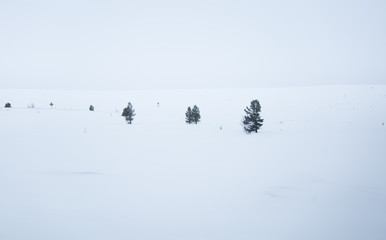 A beautiful, minimalist landscape of snowy Norwegian fields with trees. Clean, light, high key, decorative look.