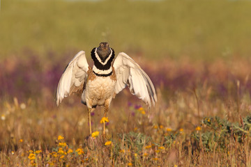 Little bustard, mating ritual
