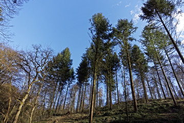 forest landscape on a sunny day with blue sky