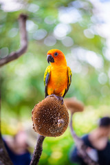 Parrot, Colorful parrot, Macaw Parrot, Colorful macaw