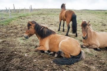 Tired horse lying on the ground among other horses 