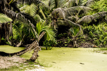 tropical marsh with exotic plants, La Digue, Seychelles