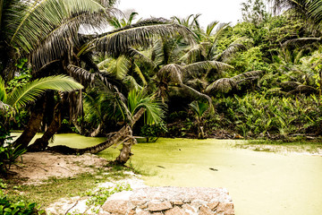 tropical marsh with exotic plants and greenery, La Digue, Seychelles	