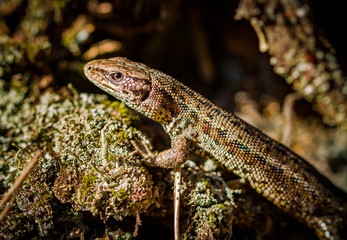 Common lizard, Zootoca vivipara