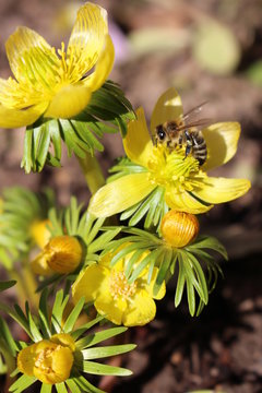 Winterlinge im Garten