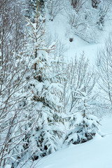 Fototapeta premium Winter Carpathian Mountains landscape.