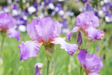 Fototapeta premium Flower of purple iris