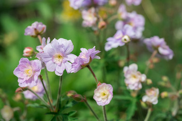 Fototapeta premium Geranium flower Summer Skies