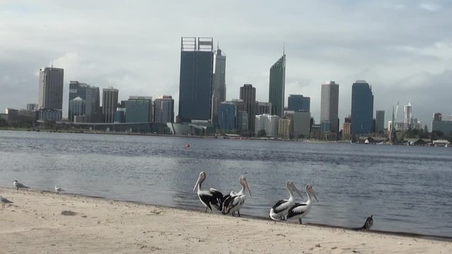 Pelicans on the beach. Perth's skyline, viewed from Mill Point