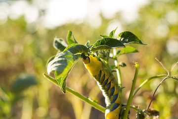 Acherontia Atropos Caterpillar eat Potato Plant