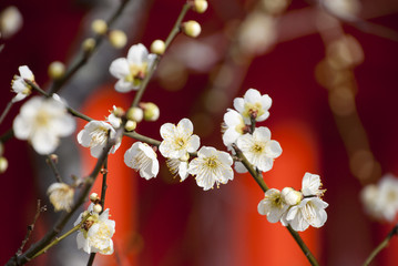 白梅　北野天満宮
