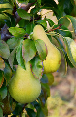 pear tree