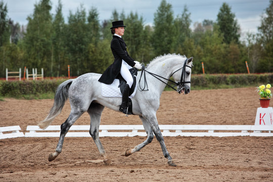 Dressage horse and woman rider - extended trot