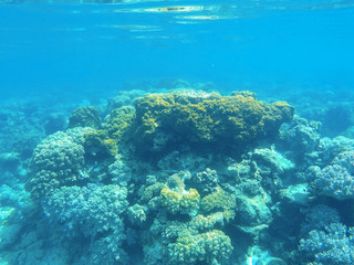 Naklejka na ściany i meble Underwater landscape with coral reef formation. Tropical sea lagoon with diverse corals.
